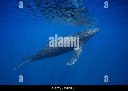 On a glassy flat day a humpback whale, Megaptera novaeangliae, glides to the surface for a breath, Hawaii. Stock Photo
