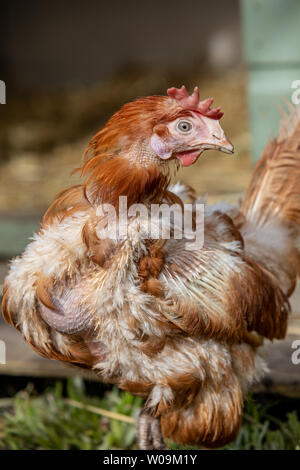 Rescue Hens roam free in their new free range back yard. Lohmann Brown breed Stock Photo