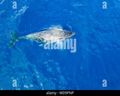 An aerial view of a humpback whale, Megaptera novaeangliae, just below the surface, Hawaii. Stock Photo