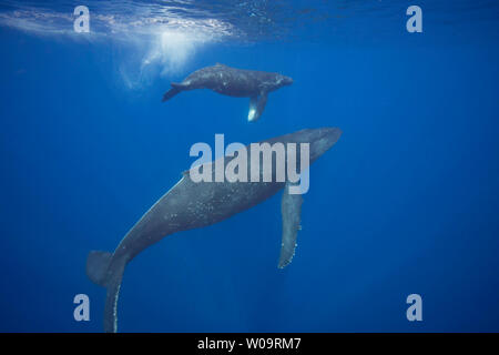 A mother and calf pair of humpback whales, Megaptera novaeangliae, surface off the island of Maui, Hawaii. Stock Photo