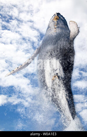 Humpback whale breaching out of the water in front of Whale Watching ...