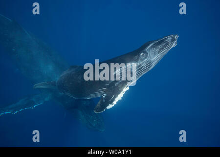 A mother and calf pair of humpback whales, Megaptera novaeangliae, off the island of Maui, Hawaii. Stock Photo