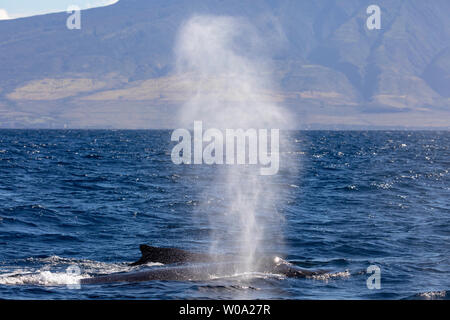 When a humpback whale, Megaptera novaeangliae, exhales, the blow can exit the whale at 150 - 300 miles per hour.  The sea water on it’s blowhole is va Stock Photo