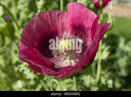 Opium Poppy Papaver somniferum Flower, UK Stock Photo