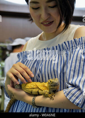 Visitor touch the Banana Spiny Tail Iguana at the Reptiles Cafe in Kabukicho, Shinjuku, Tokyo, Japan on June 30, 2018.  Animal cafes are popular in Japan but one needs to sign a release if you get bit while dining or drinking.     Photo by Keizo Mori/UPI Stock Photo