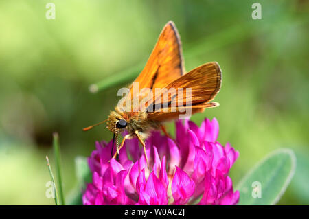 ESSEX SKIPPER butterfly Thymelicus Sylvestris Stock Photo