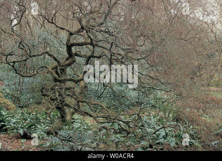 italy, lazio, cisterna, a maple in ninfa gardens Stock Photo
