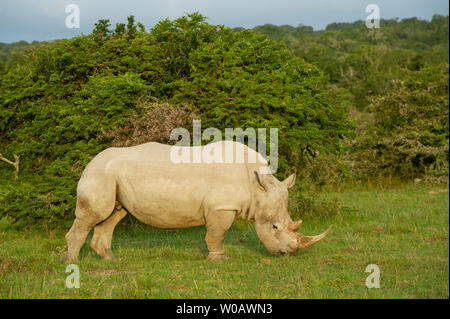 White rhinoceros, Ceratotherium simum, Amakhala Game Reserve, South ...