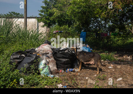 A dog eats out a garbage bag near the (INM) Instituto Nacional de Migración Delegación Federal en Chiapas building in Tapachula, Mexico on May 9, 2019.   Photo by Ariana Drehsler/UPI Stock Photo