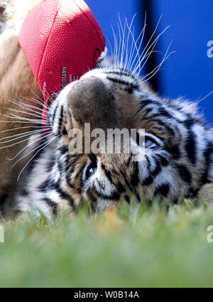 Bennie, 6 month-old female Bengal tiger, representing the Steelers plays with a NFL football during the Cub Bowl at Six Flags Discovery Kingdom, Vallejo, California, on January 29, 2009.  (UPI Photo/Ken James) Stock Photo