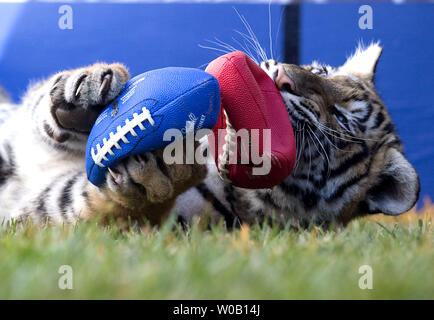 Kurt, a 5 month-old male white Bengal tiger representing the Cardinals,  plays with a NFL football during the Cub Bowl at Six Flags Discovery  Kingdom, Vallejo, California, on January 29, 2009. (UPI