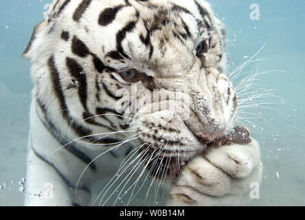 Odin, beloved Six Flags Discovery Kingdom white Bengal tiger, dies