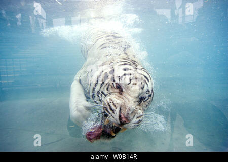 Odin, beloved Six Flags Discovery Kingdom white Bengal tiger, dies