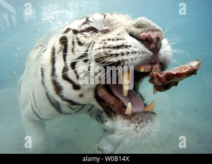 Odin, beloved Six Flags Discovery Kingdom white Bengal tiger, dies