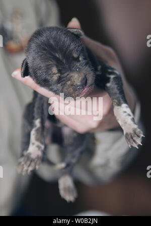 One of two, 2-day-old, African Painted dog pups (also known as Cape Hunting dogs, considered the rarest of African carnivores), is shown October 30, 2005, after surviving a flooded den at Mountainview Conservation Society near Vancouver, British Columbia. The mother ate the other drowned pups to control the odors and protect the rest of the pack from attack. (UPI Photo/Tim King) Stock Photo