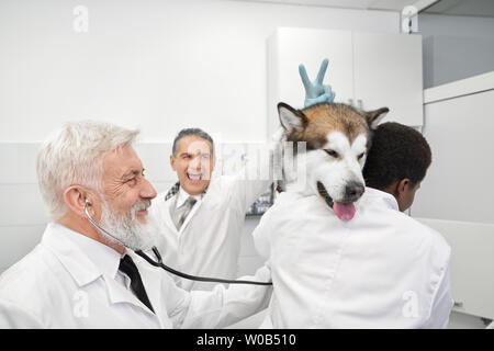 Funny and cheerful vet doctors having fun, laughing and smiling. Mature doctor in medical uniform doing v sign for malamute. Assistant holding big pet on hands. Pretty dog of purebred. Stock Photo