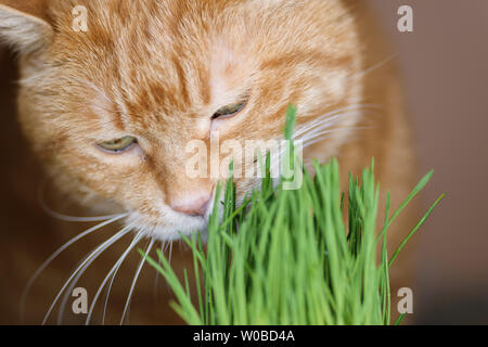 Red cat eats germinated oats. Selective focus. Stock Photo