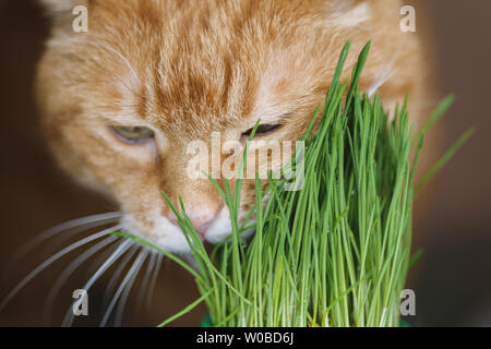 Red cat eats germinated oats. Selective focus. Stock Photo