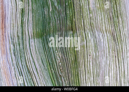 Ancient cypress bark texture Stock Photo