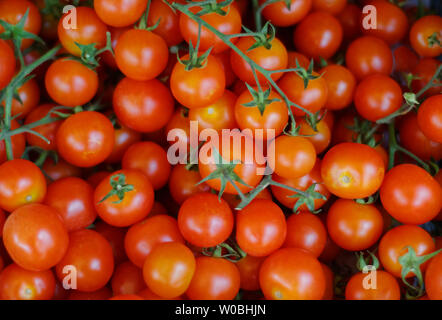 baby tomatoes on the vine Stock Photo