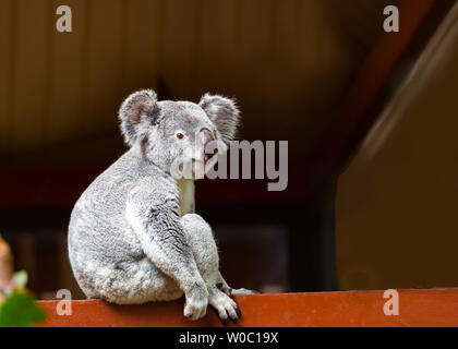 A portrait image of a cute wild grey koala Stock Photo
