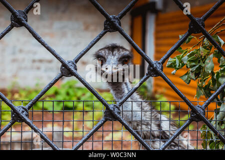 Photographed close-up ostrich head, living in a zoo. The bird is behind the metal mesh. Stock Photo