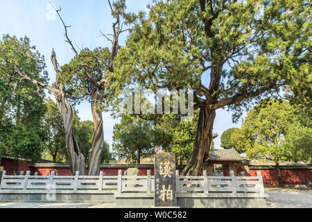 Ancient Han cypress in the courtyard of Dai Temple Stock Photo