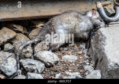 Dead rat lies in the rails, close-up view. Stock Photo