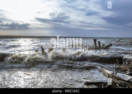 Driftwood after Storm at Ammersee Lake, Bavaria, Germany Stock Photo