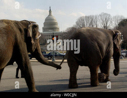 Elephants from the Ringling Bros. and Barnum and Bailey Circus march through the streets of Washington with the U.S. Capitol in the background, on March 21, 2005.  The parade is promote the fact that the circus is in town. (UPI Photo/Michael Kleinfeld) Stock Photo