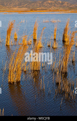 Lake of Pitillas Nature Reserve, Navarra, Spain, Europe Stock Photo