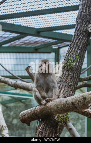 Macaque, Macaca maura, sitting on branch in zoo, summer Stock Photo