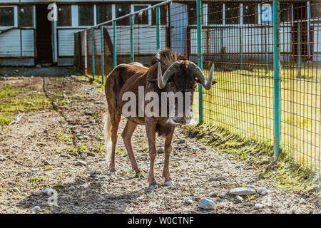 Black wildebeest lat. Connochaetes gnou antelope in yard Stock Photo