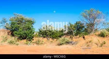 Caatinga landscape in Oeiras, Piaui - Brazil Stock Photo