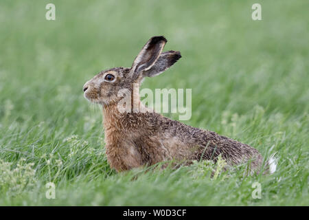 Hare / Brown Hare / European Hare ( Lepus europaeus ) sitting in a meadow, watching attentively, nice side view, wildlife, Europe. Stock Photo