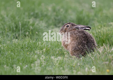 Brown Hare / European Hare / Feldhase ( Lepus europaeus ) sitting / resting in meadow, relaxed, wildlife, Europe. Hare / Stock Photo