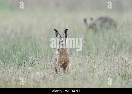Brown Hare / European Hares / Feldhase ( Lepus europaeus ), two hares on a  rainy day, sitting in a meadow in rain, wildife, Europe. Stock Photo