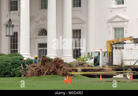 National Park Service workers remove a large tree that fell during a rain storm near the front steps of the White House on June 26, 2006. Heavy wind and rain felled trees, caused flooding and induced power outages throughout the Washington area over the weekend.    (UPI Photo/Roger L. Wollenberg) Stock Photo