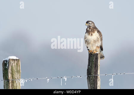 Common Buzzard ( Buteo buteo ) on a cold, frosty winter day, hunting from a fence pole, funny long neck, wildlife, Europe. Stock Photo