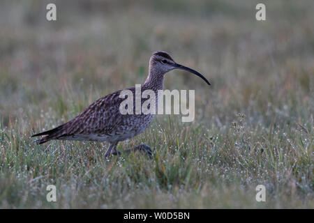 Whimbrel / Regenbrachvogel  ( Numenius phaeopus ) on a wet meadow, early in the morning, bird migration, wildlife, Europe. Stock Photo