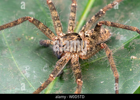 Huntsman spider, Sparrasidae, Heteropoda, foraging in rainforest at night Stock Photo