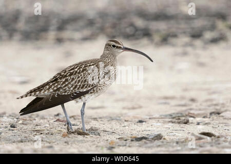 Whimbrel / Regenbrachvogel  ( Numenius phaeopus ) resting on a beach, bird migration, bird passage, wildlife, Europe. Stock Photo