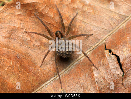 Wolf Spider and spiderlings (Lycosidae family) Stock Photo