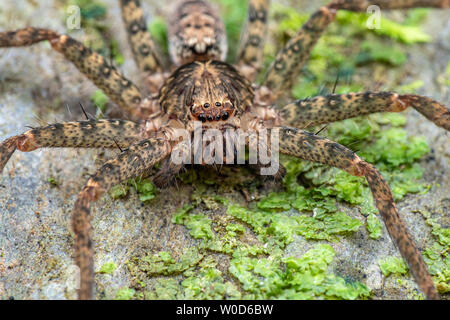 Huntsman spider, Sparrasidae, Heteropoda, foraging in rainforest at night Stock Photo