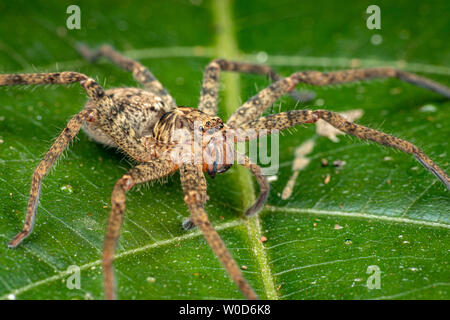 Huntsman spider, Sparrasidae, Heteropoda, foraging in rainforest at night Stock Photo