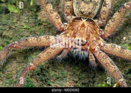 Huntsman spider, Sparrasidae, Heteropoda, foraging in rainforest at night Stock Photo