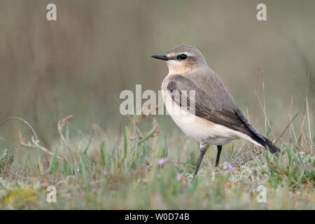 Northern Wheatear ( Oenanthe oenanthe ), male adult, sitting on the ground, in typical surrounding, watching, wildlife, Europe. Stock Photo