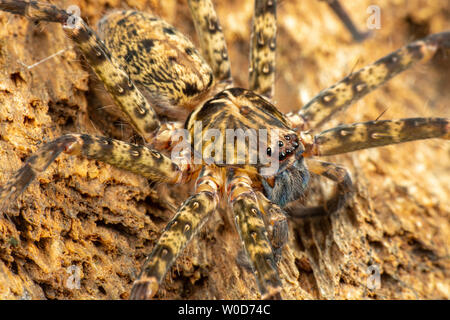 Huntsman spider, Sparrasidae, Heteropoda, foraging in rainforest at night Stock Photo