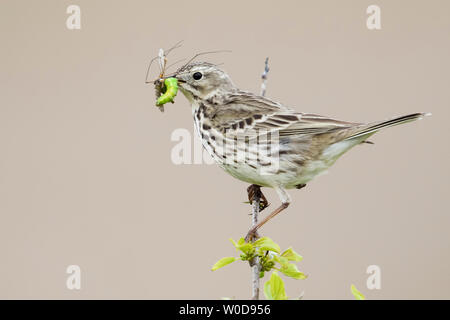 Meadow Pipit / Wiesenpieper ( Anthus pratensis ) perched on top of branch, with prey in its beak to feed chicks, watching, wildlife, Europe. Stock Photo