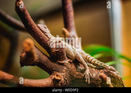 Round Iguana crawling on tree, brightful image Stock Photo